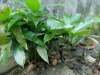 রুপালি আমের চারাগাছ